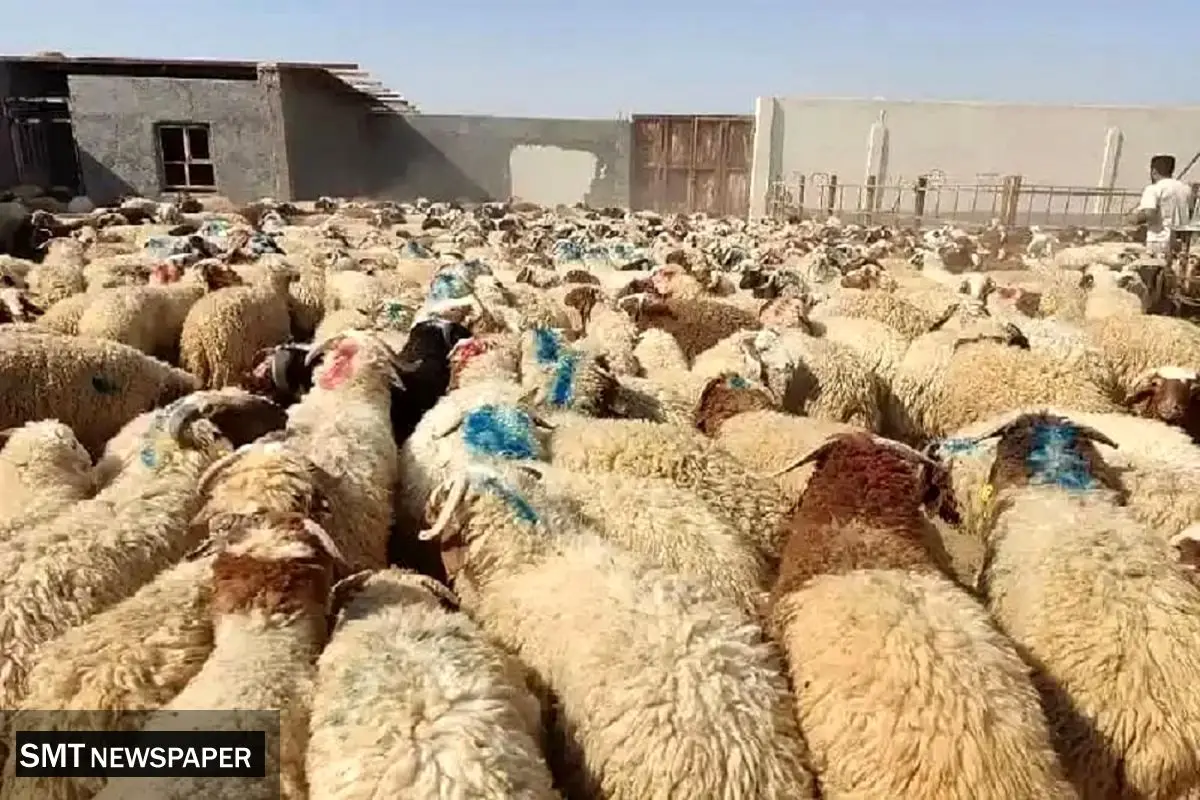قیمت رسمی دام زنده در آستانه عید قربان اعلام شد