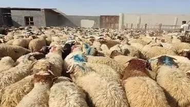 قیمت رسمی دام زنده در آستانه عید قربان اعلام شد