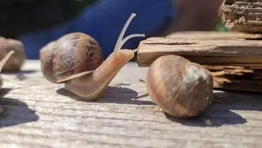 خرید و فروش عجیب در فضای مجازی / ۵ تا جوجه حلزون نیم میلیون!