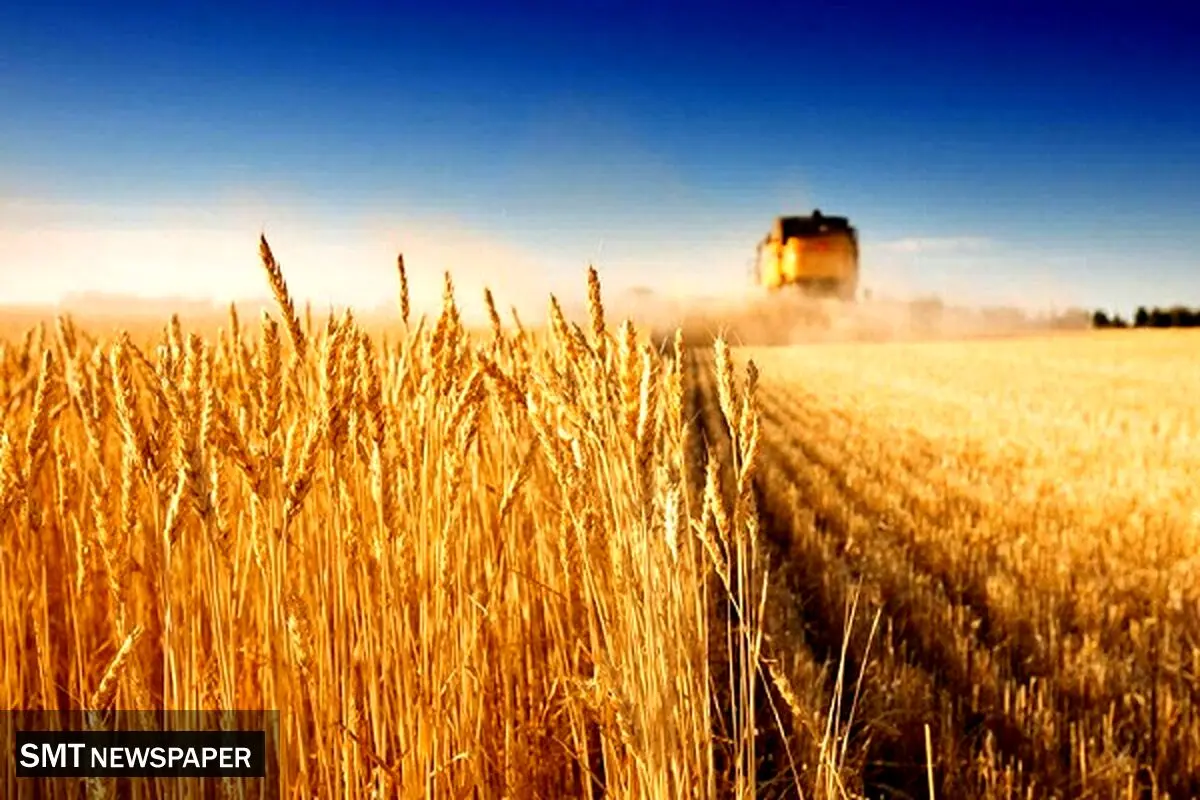 کورسوی امید در تولید بذر مرغوب
