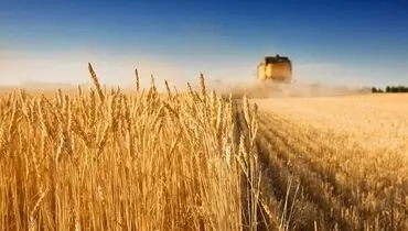 کورسوی امید در تولید بذر مرغوب
