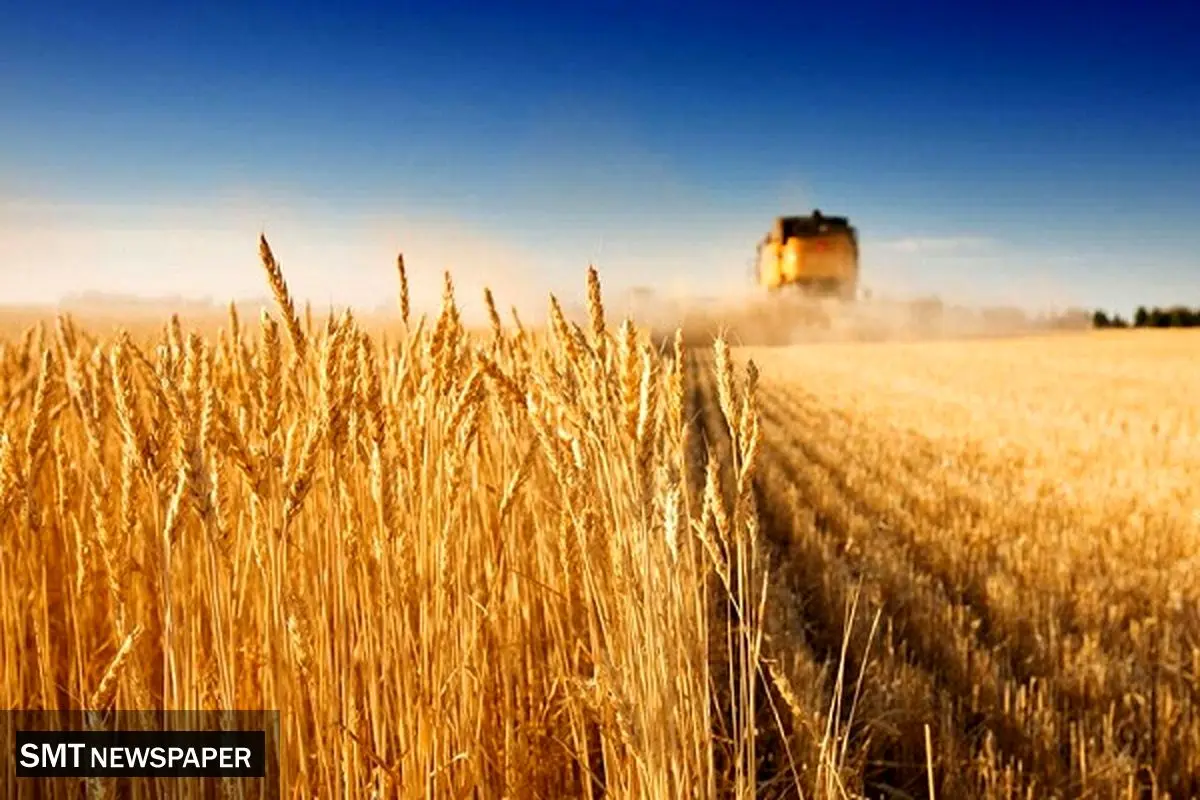 کورسوی امید در تولید بذر مرغوب