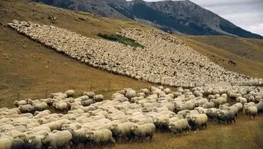 چرا جمعیت دامی ۴۰۰ هزار رأس کاهش یافت؟
