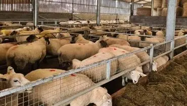 محاسبه سرمایه گذاری و سود پرورش بره پرواری در سال ۱۴۰۲