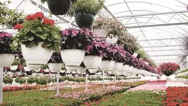 مسیر پر پیچ‌وخم صادرات گل و گیاه