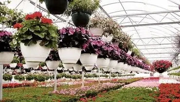 مسیر پر پیچ‌وخم صادرات گل و گیاه