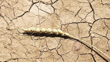 «زراعت» زیر تیغ خشکسالی