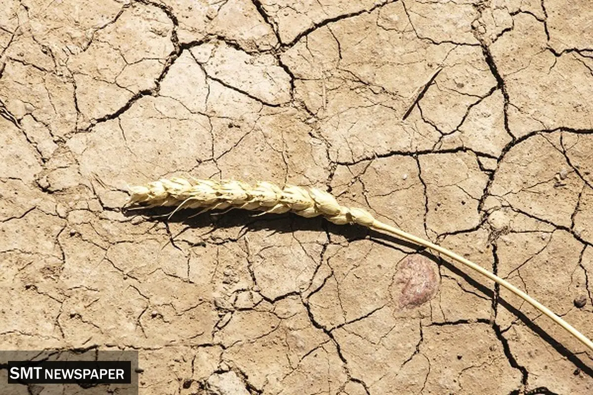 «زراعت» زیر تیغ خشکسالی