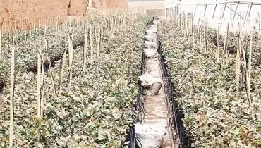 کشاورزی مدرن، رویایی دور از دسترس