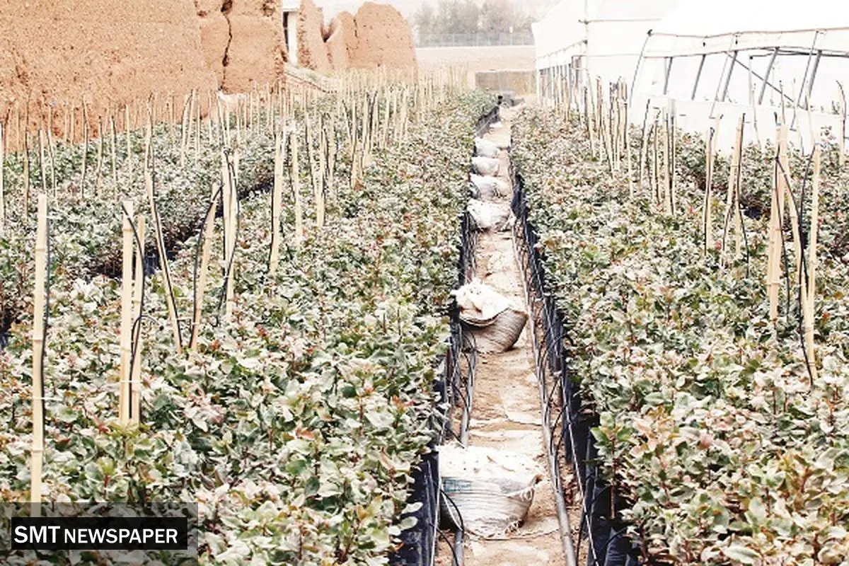 کشاورزی مدرن، رویایی دور از دسترس