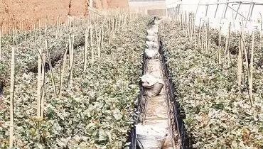 کشاورزی مدرن، رویایی دور از دسترس