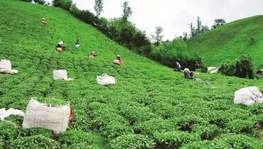 از واردات انحصاری تا گرانی افسارگسیخته