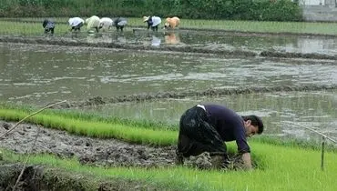 کشاورز سنتی می کارد؛ دلال مدرن می خورد