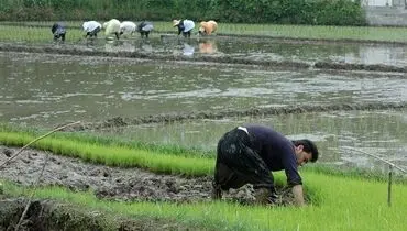 کشاورز سنتی می کارد؛ دلال مدرن می خورد