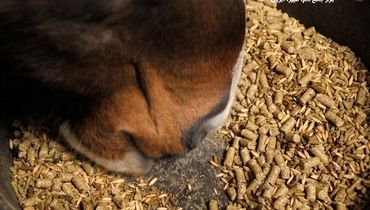 معجونی از مواد طبیعی: کنسانتره اسب و مزایای آن