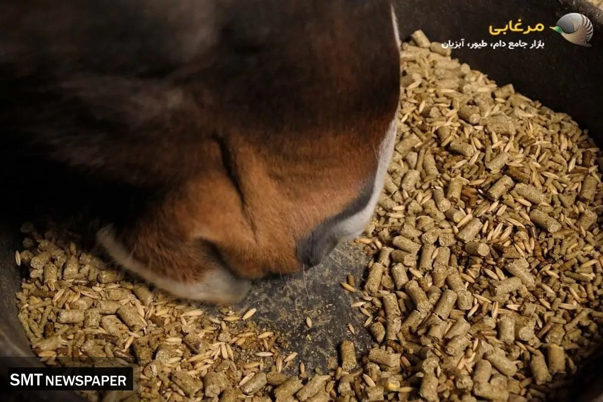 معجونی از مواد طبیعی: کنسانتره اسب و مزایای آن