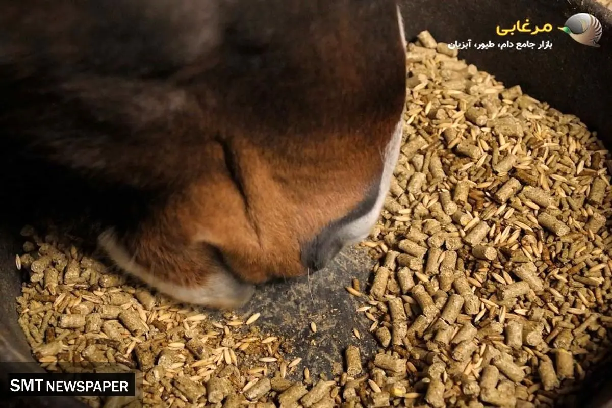 معجونی از مواد طبیعی: کنسانتره اسب و مزایای آن