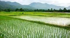 کشت برنج فقط در گیلان و مازندران مجاز است