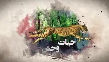  استفاده گرگ از ابزار برای شکار!