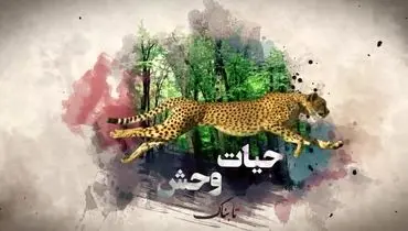  استفاده گرگ از ابزار برای شکار!