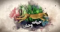  استفاده گرگ از ابزار برای شکار!