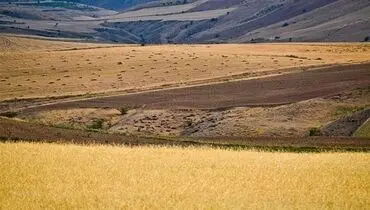 تامین امنیت غذایی در گرو توسعه دیم‌زارها