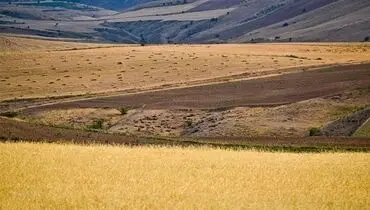 تامین امنیت غذایی در گرو توسعه دیم‌زارها