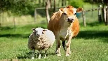 افزایش قیمت دام زنده ۱۸ مرداد ۱۴۰۴؛ گوسفند و گوساله گران شدند