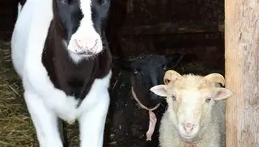 قیمت دام زنده امروز یکشنبه ۱۸ آبان ۱۴۰۴ + جدول