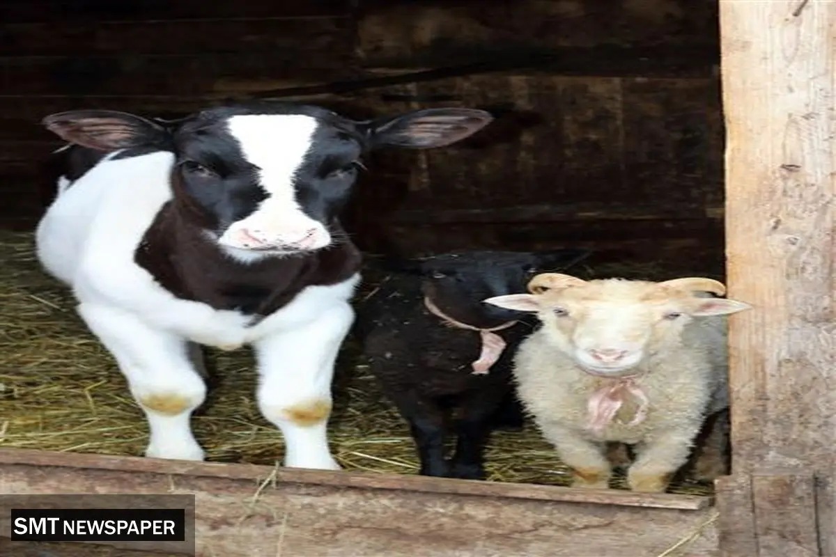 قیمت دام زنده امروز یکشنبه ۱۸ آبان ۱۴۰۴ + جدول