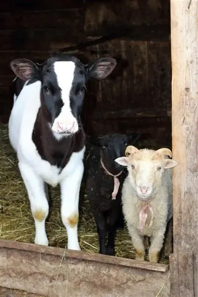 قیمت دام زنده امروز یکشنبه ۱۸ آبان ۱۴۰۴ + جدول