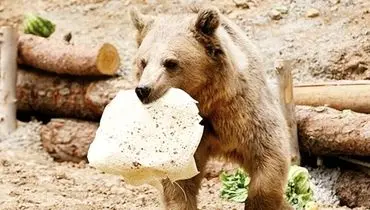 کاری به کار حیات وحش نداشته باشید