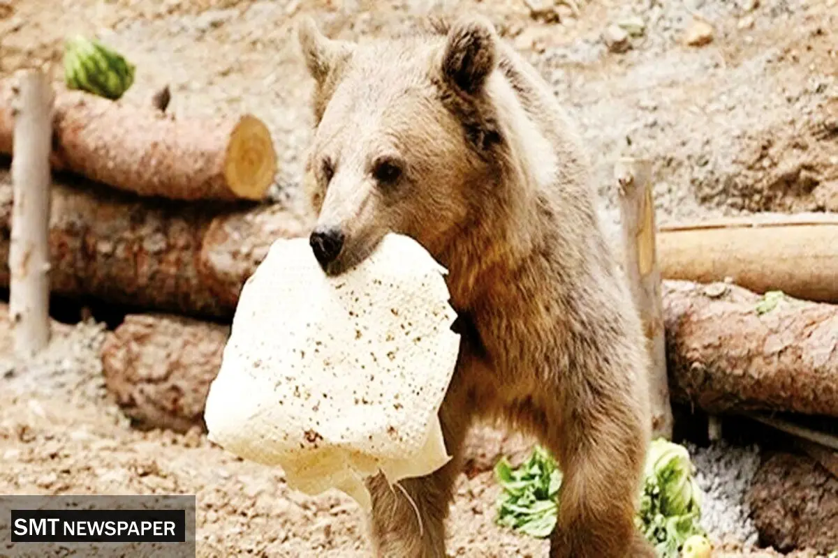 کاری به کار حیات وحش نداشته باشید