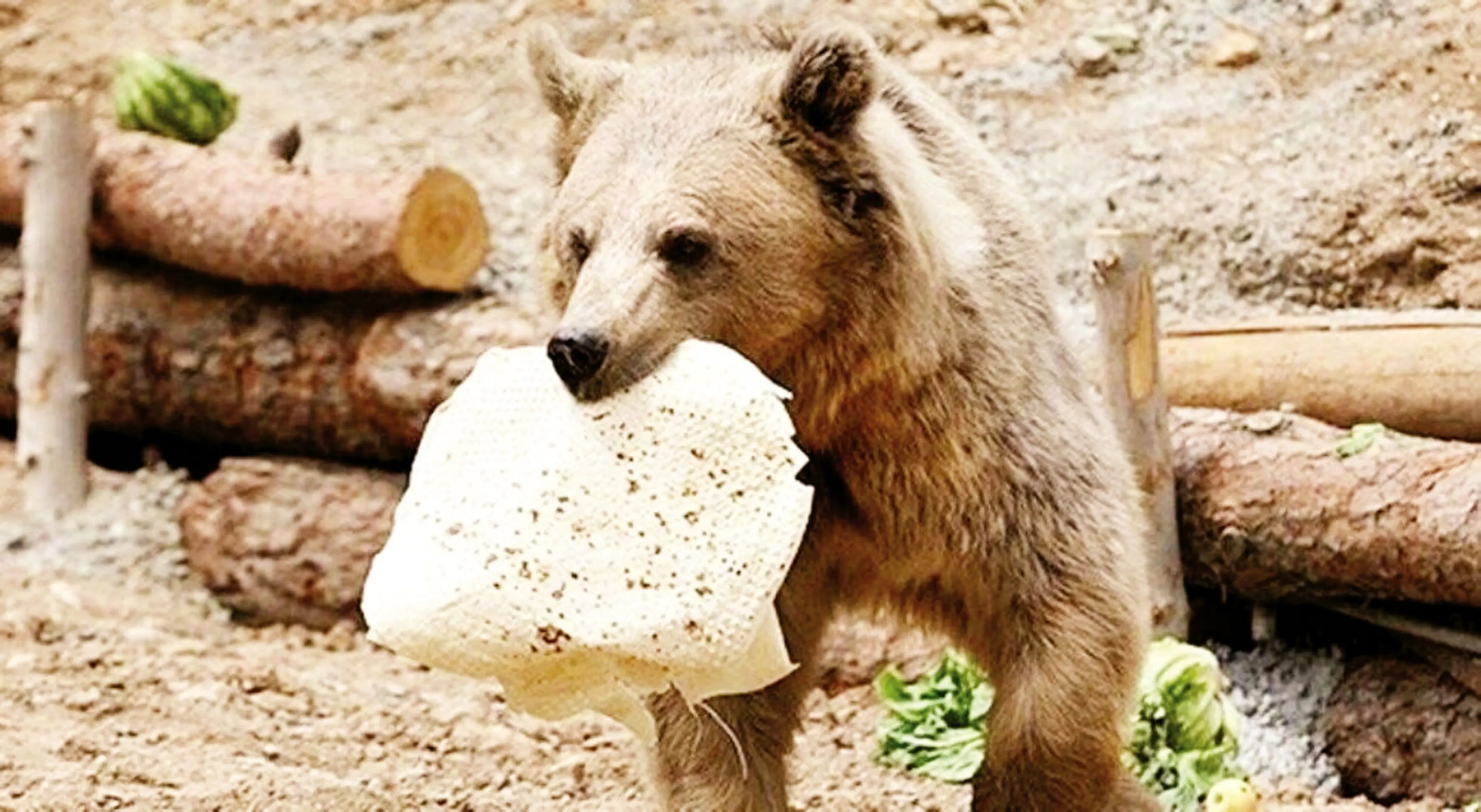 کاری به کار حیات وحش نداشته باشید