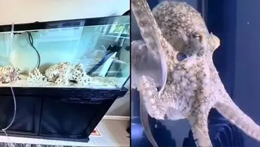 حیوان خانگی موجب دردسر خانواده شد