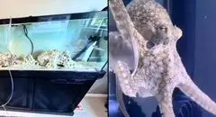 حیوان خانگی موجب دردسر خانواده شد