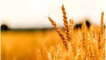قیمت تمام شده هرکیلو گندم برای کشاورز ۴۰ هزارتومان