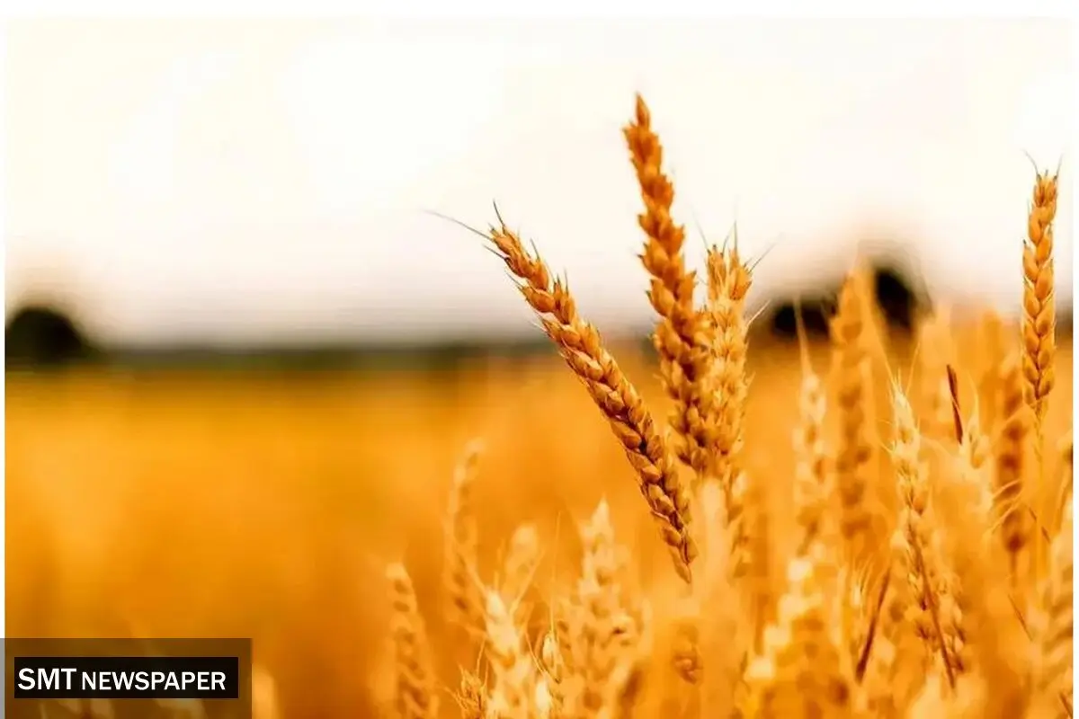 قیمت تمام شده هرکیلو گندم برای کشاورز ۴۰ هزارتومان