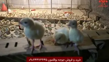 راهنمای جامع خرید جوجه بوقلمون