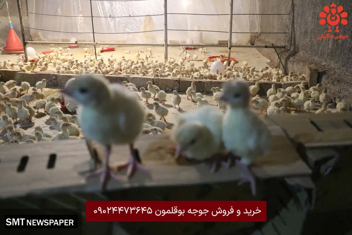 راهنمای جامع خرید جوجه بوقلمون