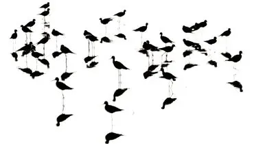 هفت گام با عکاس حیات‌وحش