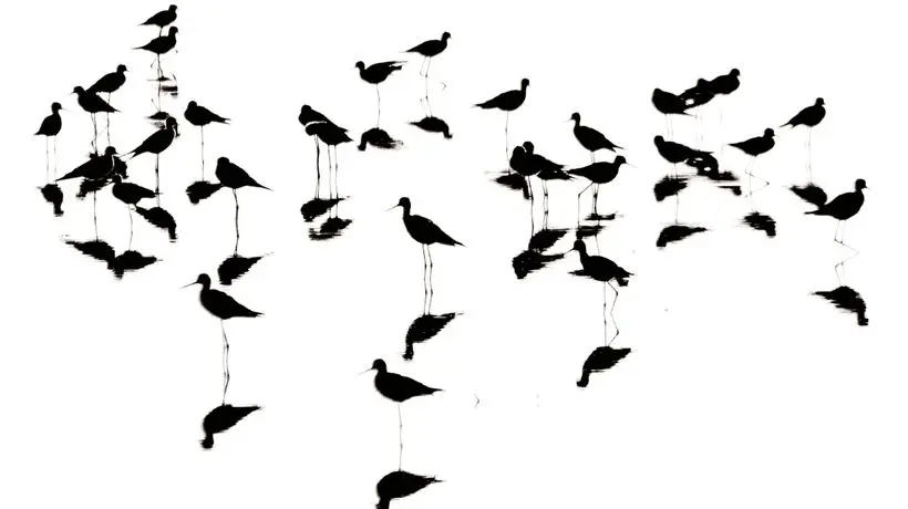 هفت گام با عکاس حیات‌وحش