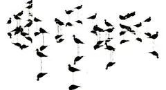 هفت گام با عکاس حیات‌وحش