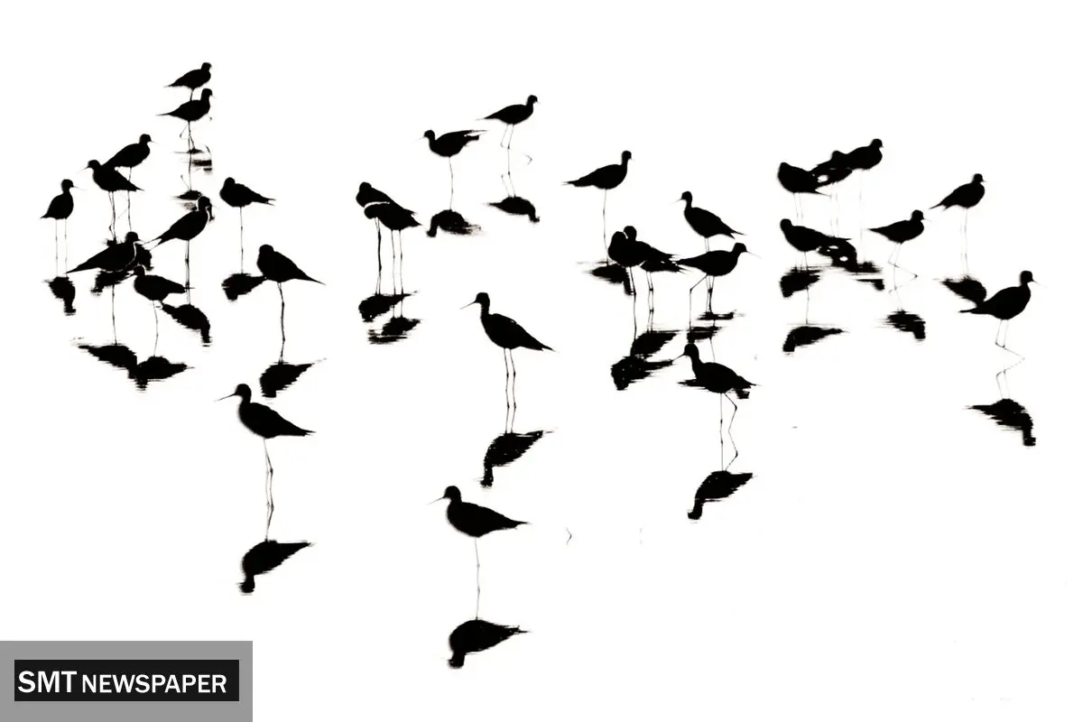 هفت گام با عکاس حیات‌وحش