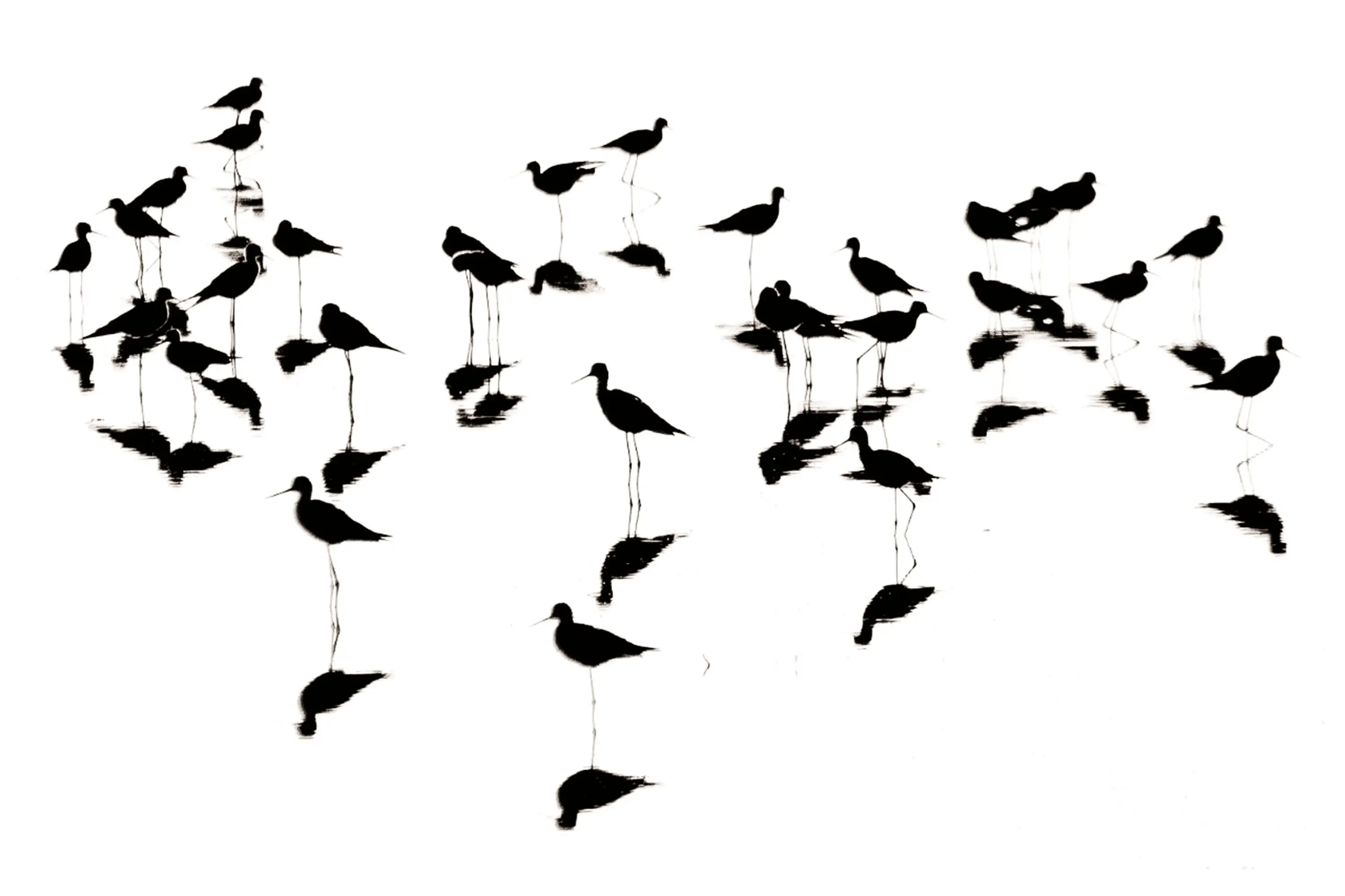 هفت گام با عکاس حیات‌وحش