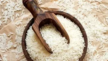 واردات برنج در فصل برداشت آزاد شد