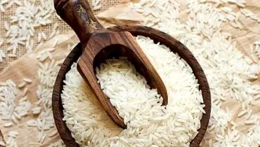 واردات برنج در فصل برداشت آزاد شد