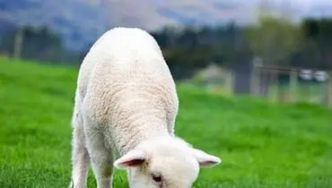 افت قیمت دام زنده امروز سه شنبه ۶ آبان ۱۴۰۴ + جدول