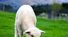 افت قیمت دام زنده امروز سه شنبه ۶ آبان ۱۴۰۴ + جدول