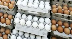 قیمت تخم‌مرغ به صورت روزانه در نوسان است